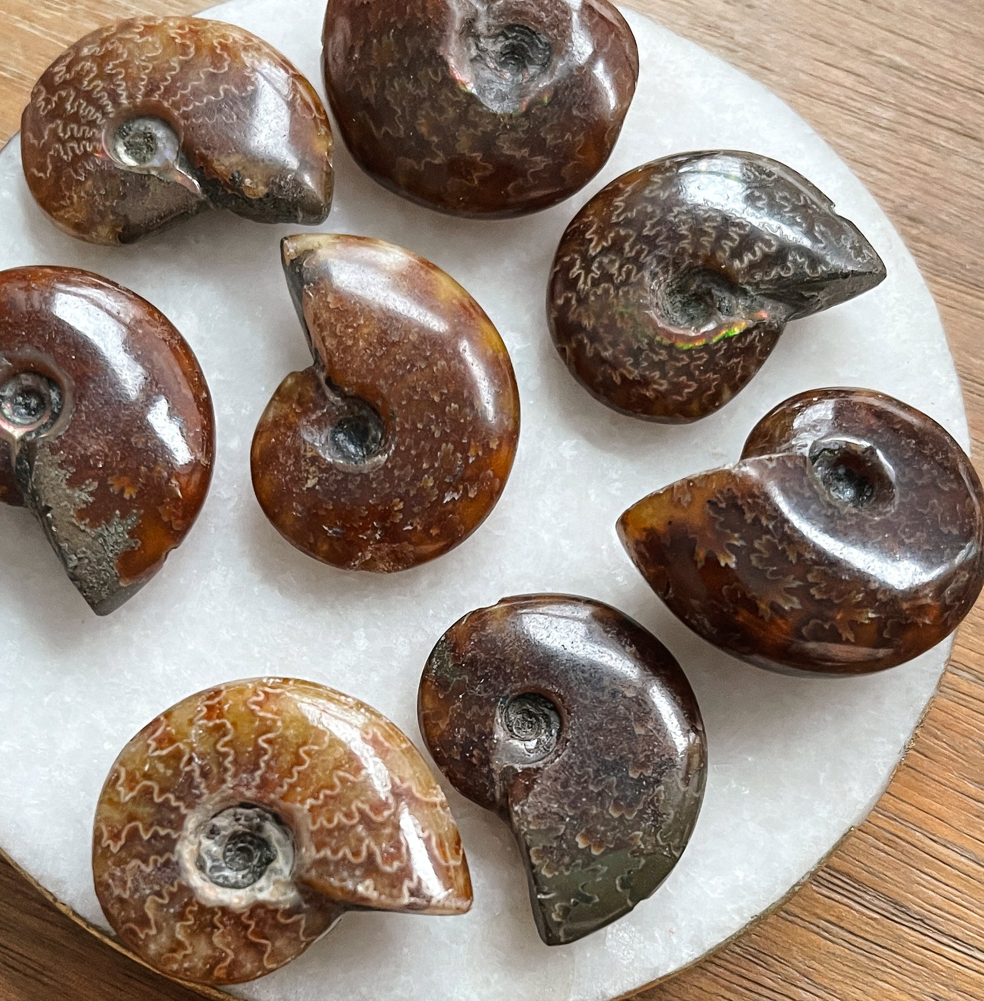 Ammonite Necklace, Ammonite Pendant, Shell Pendant, Fossil Jewelry, Gold, Silver